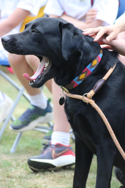 Bruce, Beechwood Park School Wellbeing Dog