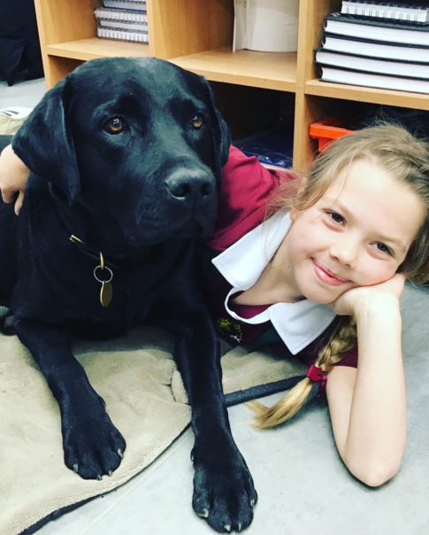 Bruce, Beechwood Park School Wellbeing Dog